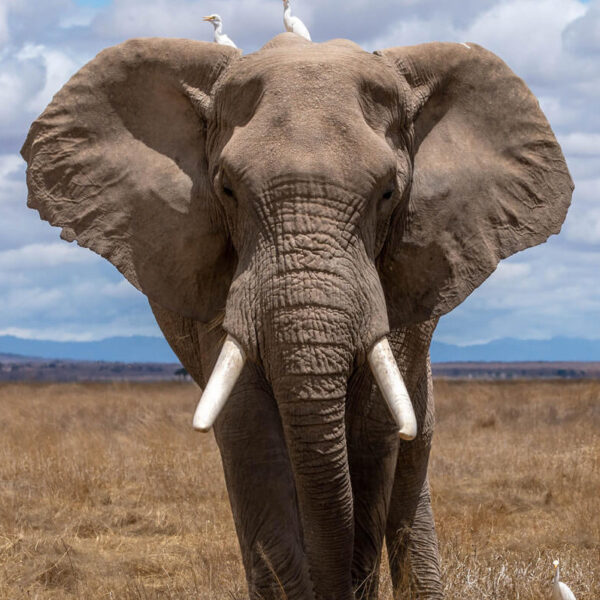 Best Value Plan: Elephant - Go BIG