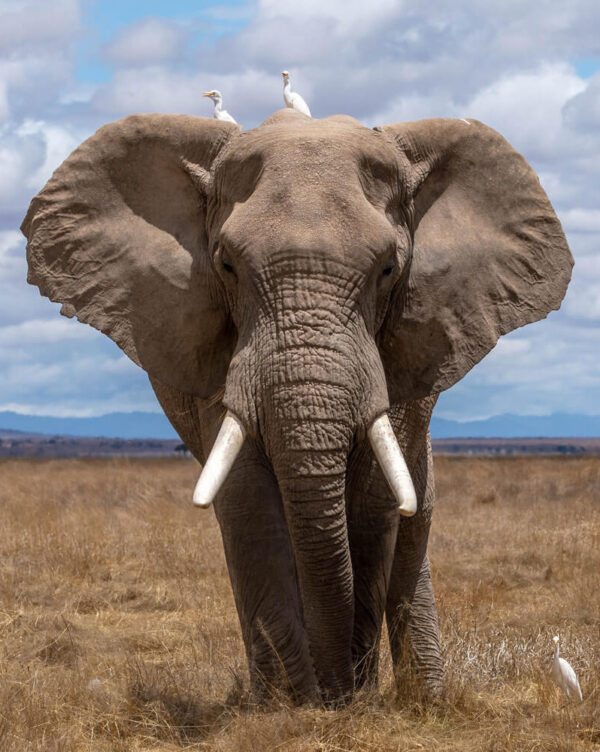 Best Value Plan: Elephant - Go BIG