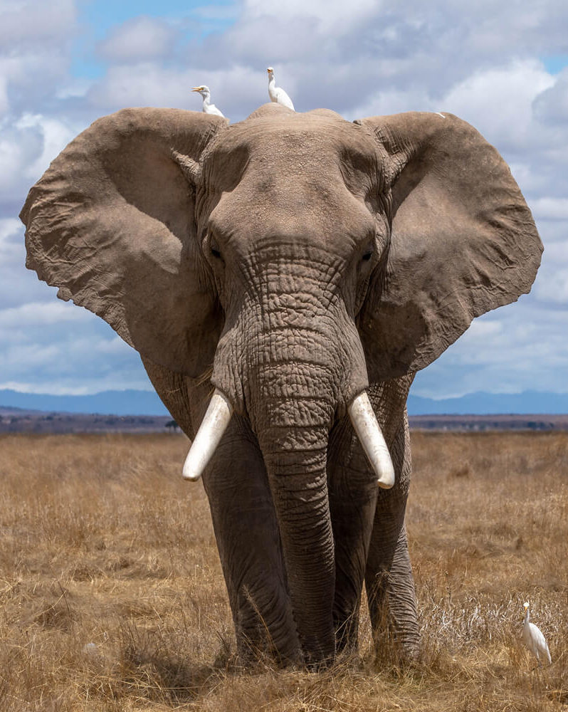 Best Value Plan: Elephant - Go BIG