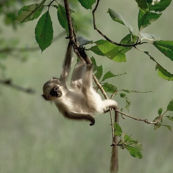 Basic Plan: Monkey - Be Present