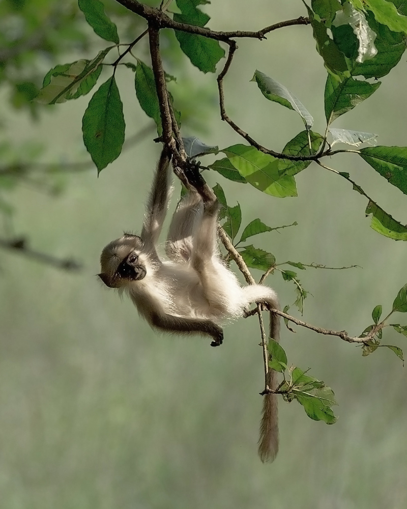 Basic Plan: Monkey - Be Present