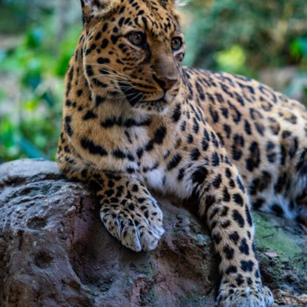 Premium Plan: Leopard - Get Wild