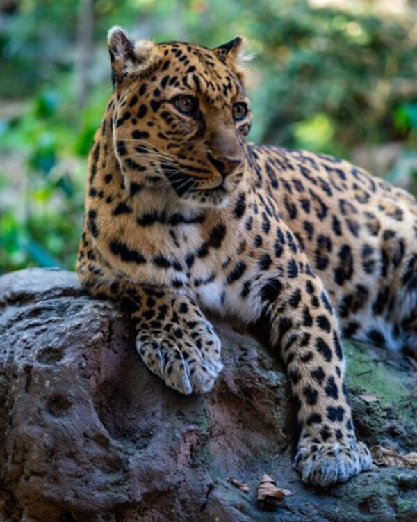 Premium Plan: Leopard - Get Wild